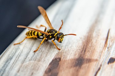 Closeup of wasp