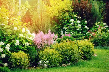 mixed border in summer garden with yellow spirea japonica, pink astilbe, hydrangea. Planting together shrubs and flowers