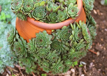 Hens and chicks plant in a pot.