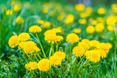 Nice field with fresh yellow dandelions and green grass