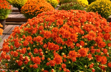 Orange color mum flowers