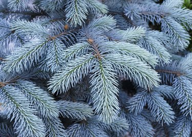 blue spruce tree with blue needles