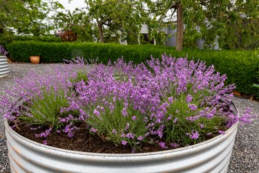 Lavender farm in Tasmania