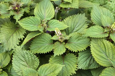 Perilla Frutescens Shiso