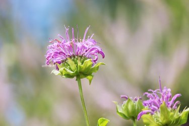 Bee Balm Flower