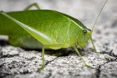 Closeup of green katydid bush cricket.