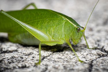 locust life cycle