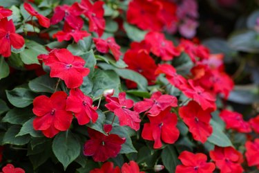 Image of beautiful red Impatiens flowers in the garden.