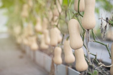 close up Butternut Squash hanging in organic  farm