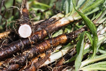 Scorzonera hispanica, black salsify close up, root vegetables freshly harvested from the summer garden and dirty with soil,