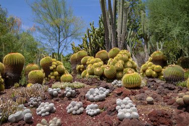 Incredible desert cactus garden with multiple types of cactus in the spring or summe