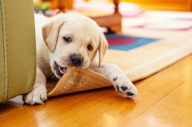 Cute puppy chewing the carpet