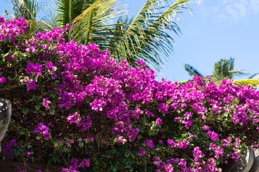 Blooming paperflower or bougainvillea glabra flowers with magenta petals and green palm leaves