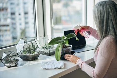 Woman spraying houseplant with water at home