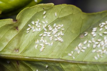 Greenhouse whitefly on a citrus leaf