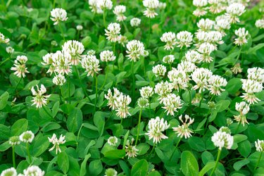 Controlling White Clover: How To Get Rid Of White Clover