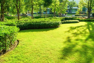 fresh, front, garden, gardening, grass, grassy, green, hedge, landscape, landscaped, landscaping, lawn, leaf, lush, meadow, morning light, nature, new, nobody, outdoor, park, plant, shrub, shrubbery, space, spring, suburban, succulent, summer, sunlight