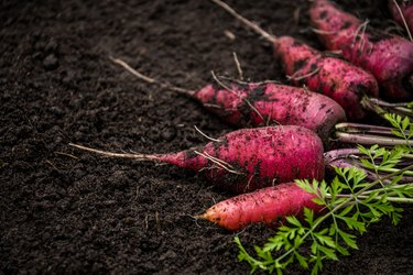 Homegrown fresh harvest of purple rainbow carrots from my garden