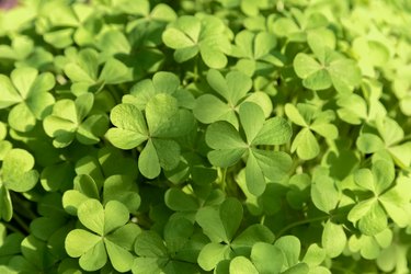 Green wood sorrels in garden, oxalis background, botany, clover leaves