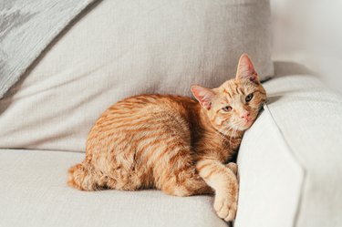 Ginger cat lying on a couch.