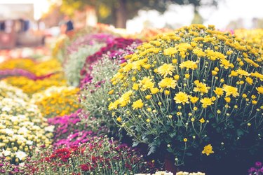 Colorful Chrysanthemums in Autumn
