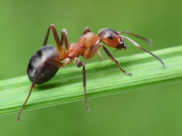 ant on grass