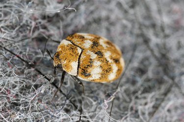 Varied carpet beetle (Anthrenus verbasci) home and storage pest. The larva of this beetle is a pest of clothes made of natural animal raw materials - leather, wool, hair. Insect on fabric.