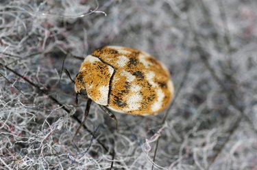 Worms In Your Carpet Hunker