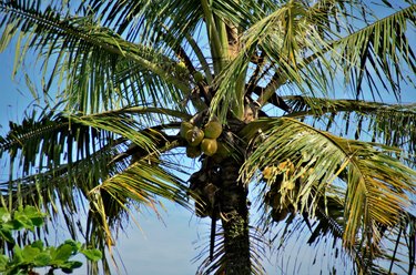 Cocus nucifera with fruits ripening on the coast