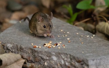 A House Mouse Foraging on Birdseed
