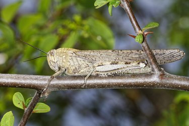 Anacridium aegyptium, the Egyptian locust, on a twig.