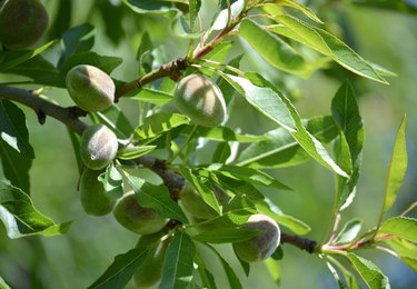 Almond fruits on the tree