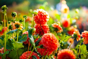 Red dahlia flowers in the garden flowerbed.