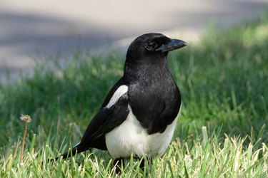 Closeup of black-billed magpie in yard.