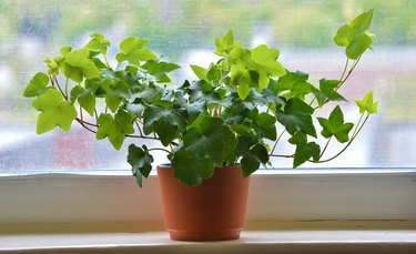 Close up of Ivy in brown flowerpot against window, New England, USA