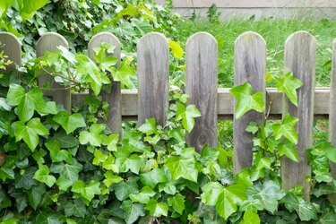 Wooden fence overgrown with ivy