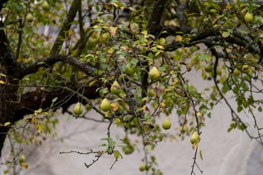 pear tree in europe