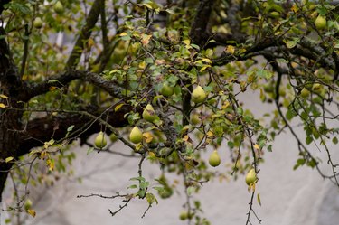 How to Prune a Cherry Tree