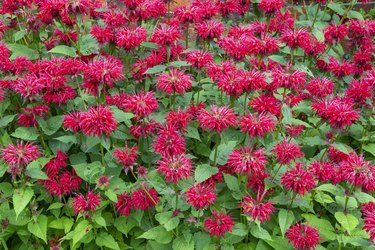 Monarda 'Gardenview Scarlet' (Bergamot, Bee Balm) is a plant that butterflies are attracted to