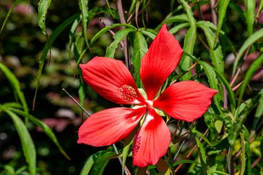 The crimson scarlet rosemallow flowers are splendid and beautiful.