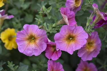 Petunia hybrida pink colored with yellowish center