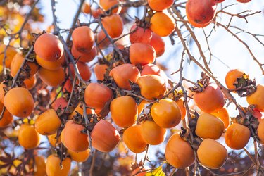 Persimmon fruit