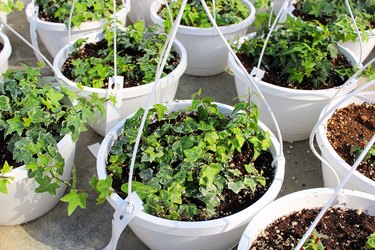 Seedling English Ivy plants growing in hanging pots