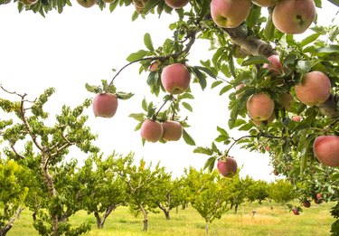 Fruit Orchard, Growing Apples, Grand Valley, Western Colorado