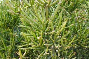 Euphorbia tirucalli or aveloz green plant background