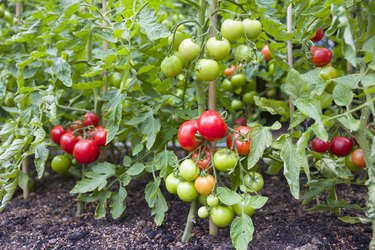 Indeterminate (cordon) tomato plants growing in garden.