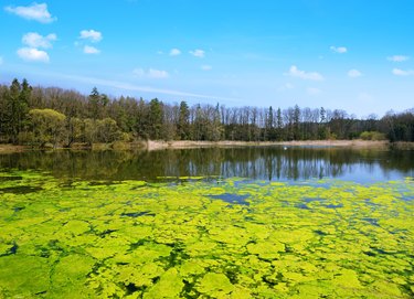 Green algae on the water surface of a pond.