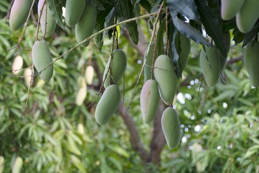 Mango fruits on a mango tree.