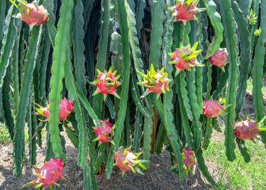 Dragon fruit tree with ripe red fruit for harvest.