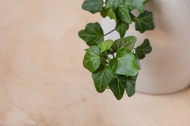 juicy green leaves of ivy growing in a large white pot house. Growing and caring for home plants, selective focus